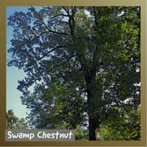 Swamp Chestnut